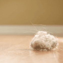 Teppich für Allergiker – Test bestanden!