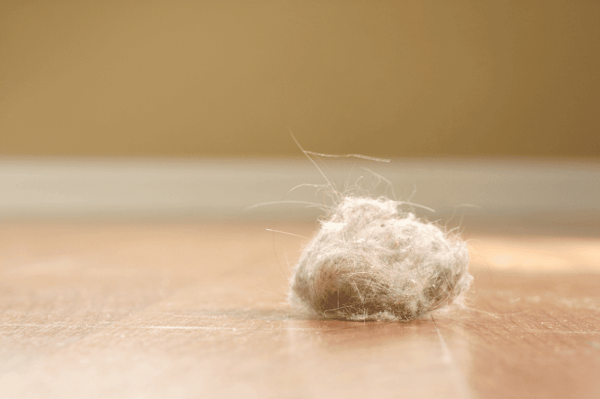 Teppich für Allergiker – Test bestanden!